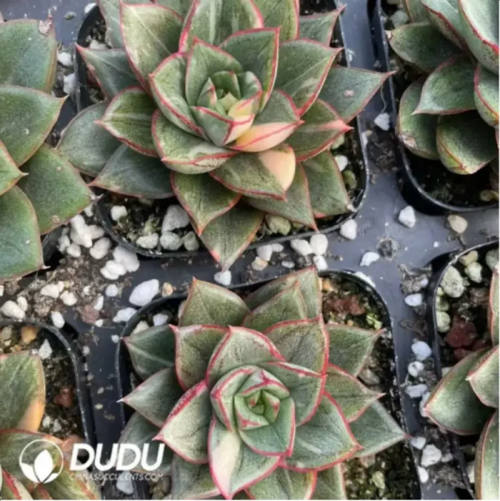 Echeveria Monocerotis Variegated - Image 2