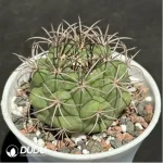 Cactus-Gymnocalycium pflanzii var. - Image 2