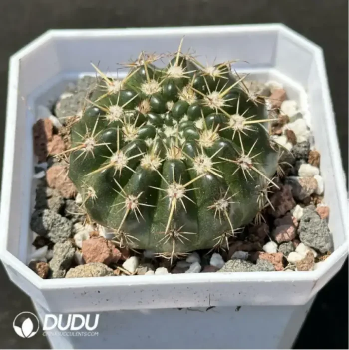 Cactus-Frailea schilinzkyana - Image 2