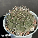Gymnocalycium bodenbenderianum - Image 2