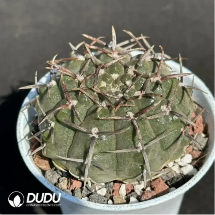 Gymnocalycium bodenbenderianum - Image 2
