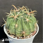 Cactus-Ferocac-tus latispinus - Image 2