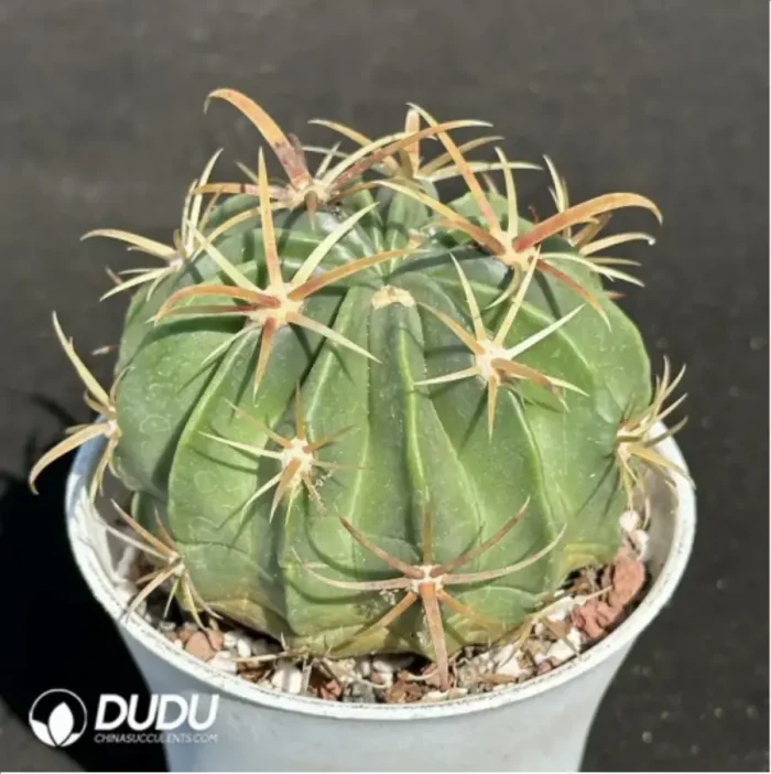 Cactus-Ferocac-tus latispinus - Image 2