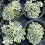 Echeveria onslow variegated clustering - Image 2