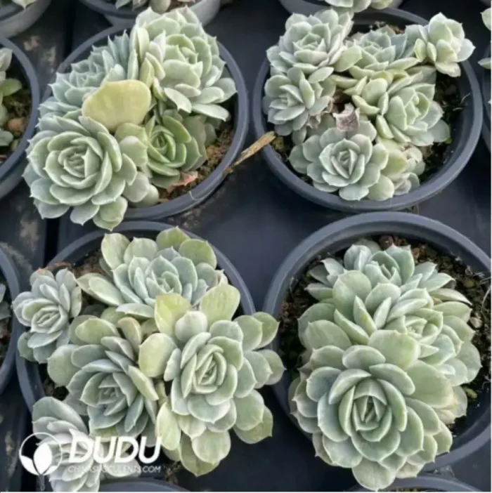 Echeveria onslow variegated clustering - Image 2