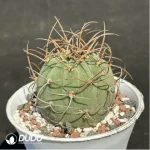 Cactus-Matucana madisoniorum - Image 2