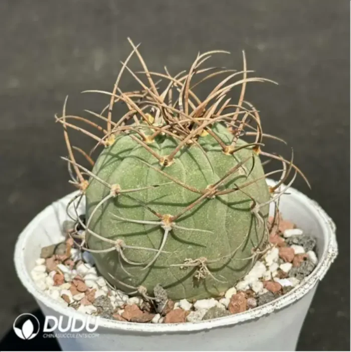 Cactus-Matucana madisoniorum - Image 2