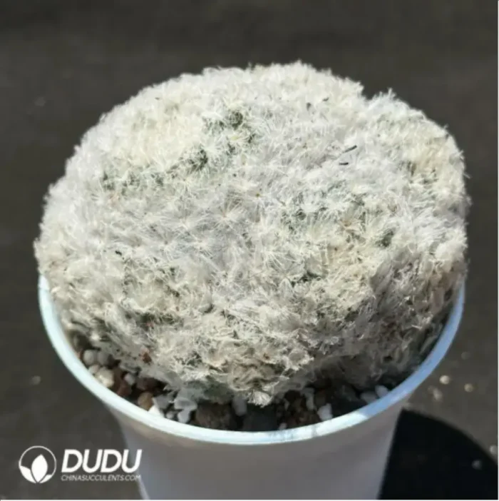 Cactus-Mammillaria bocasana Clustering - Image 2