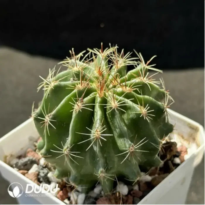 Cactus-Thelo setispinus (Engelm.) - Image 2