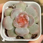 Echeveria Rose - Image 2