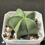Cactus-Astrophytum asterias - Image 2