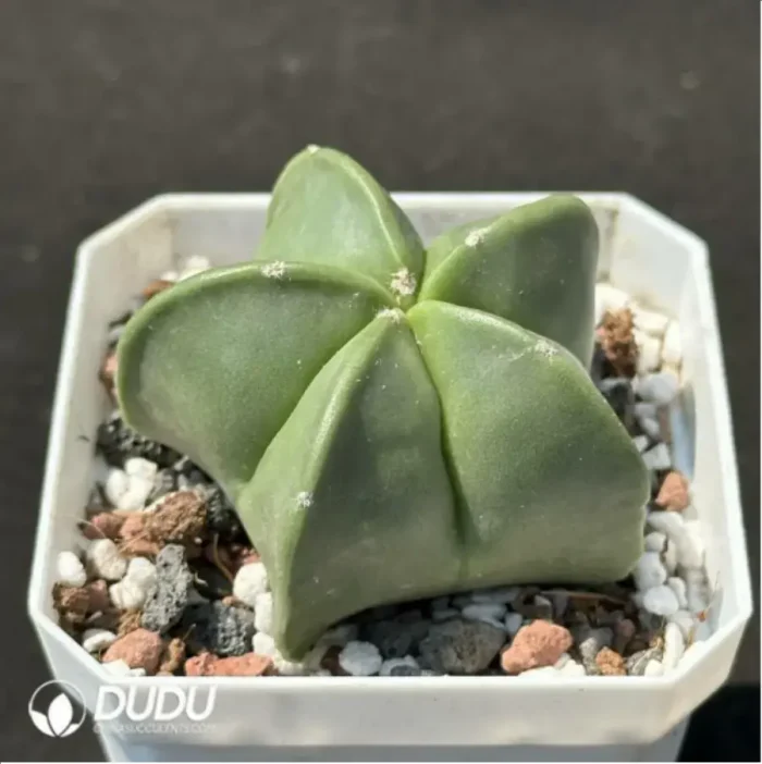 Cactus-Astrophytum asterias - Image 2