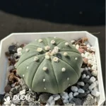 Cactus-Astrophytum asterias 'Nudas' - Image 2