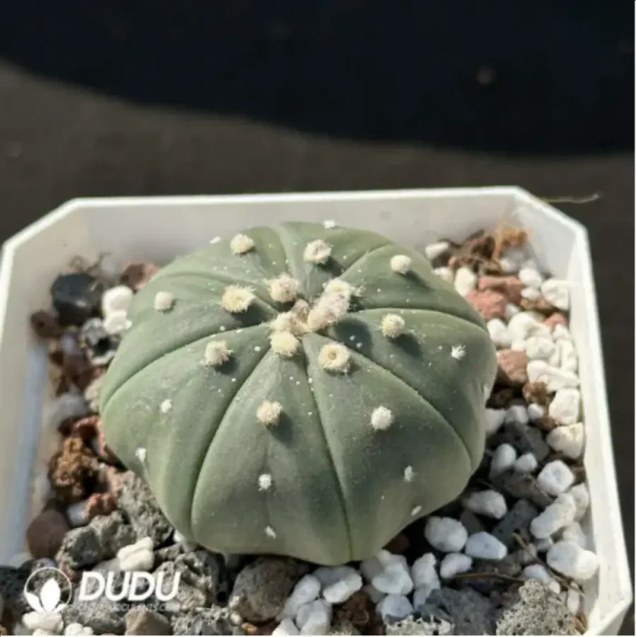 Cactus-Astrophytum asterias 'Nudas' - Image 2