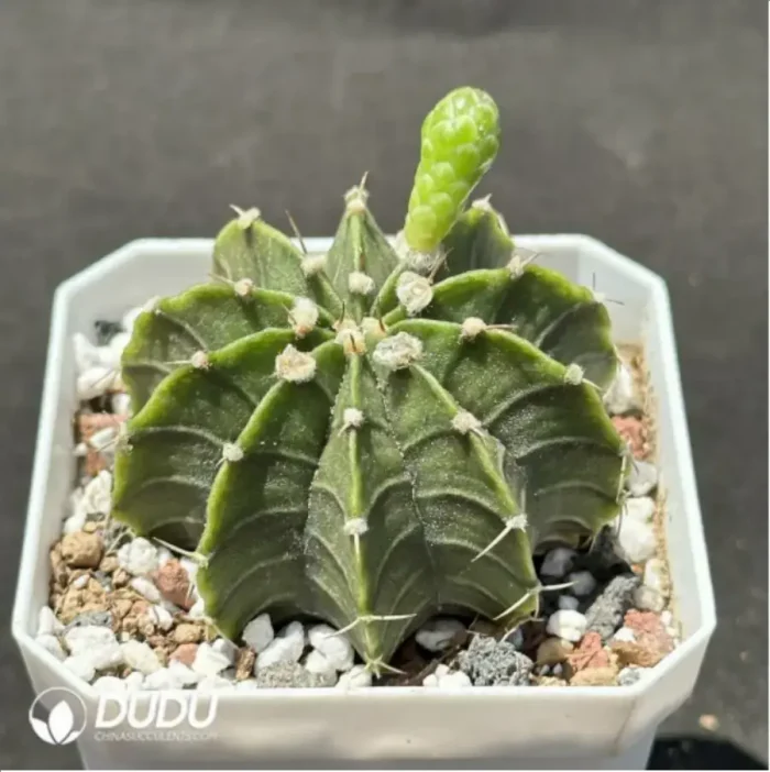 Cactus-Gymnocalycium stenopleurum sp. hybr. - Image 2