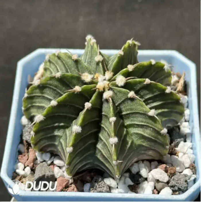 Cactus-Gymnocalycium stenopleurum var. - Image 2