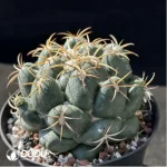 Cactus-Coryphantha elephantidens - Image 2