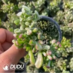 Crassula Ovata Gollum Variegated - Image 2