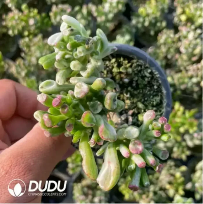 Crassula Ovata Gollum Variegated - Image 2