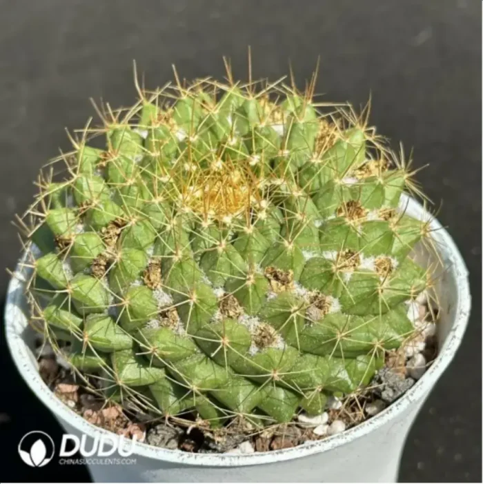 Cactus-Mammillaria marksiana Krainz - Image 2