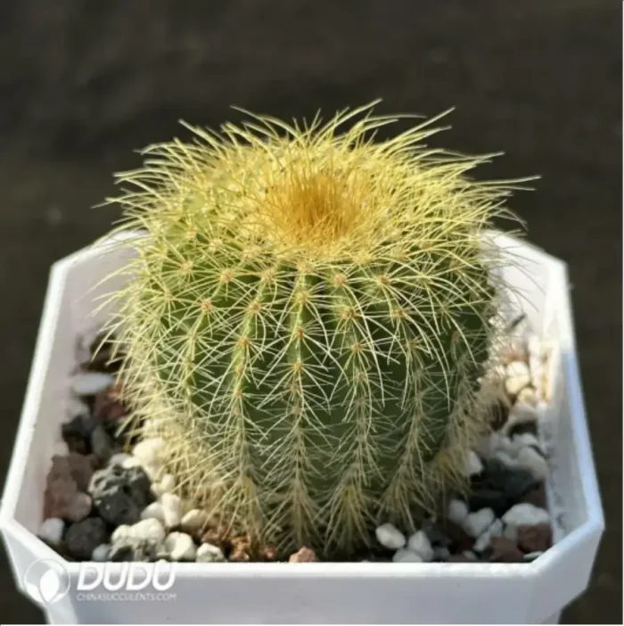 Cactus-Echino grusonii - Image 2