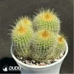 Cactus-Echino grusonii Clustering - Image 2