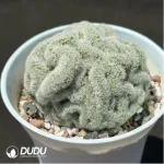 Cactus-Echinopsis Tubiflora Cottonrose Cristata - Image 2