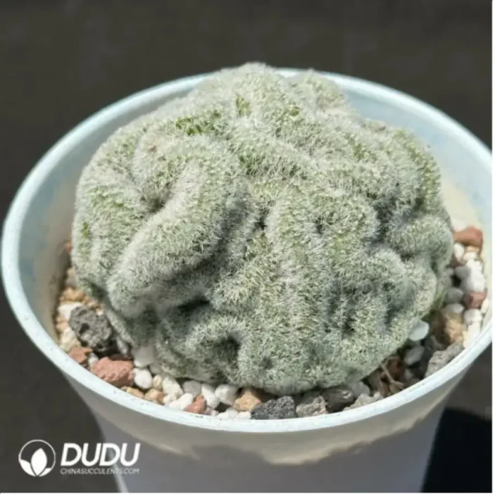 Cactus-Echinopsis Tubiflora Cottonrose Cristata - Image 2