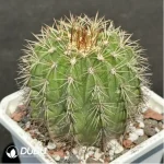 Cactus-Melo amoenus - Image 2