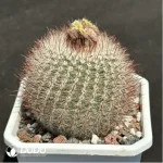 Cactus-Parodia tabularis"red" - Image 2