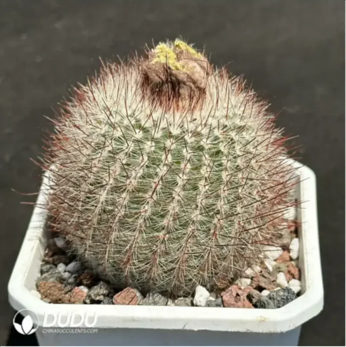 Cactus-Parodia tabularis"red" - Image 2