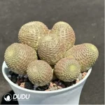 Cactus-Rebutia heliosa Clustering - Image 2