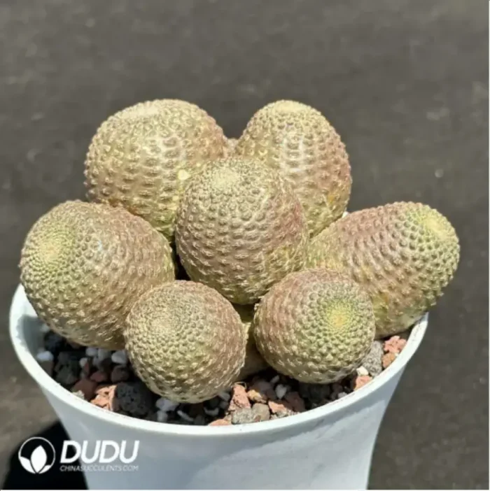 Cactus-Rebutia heliosa Clustering - Image 2