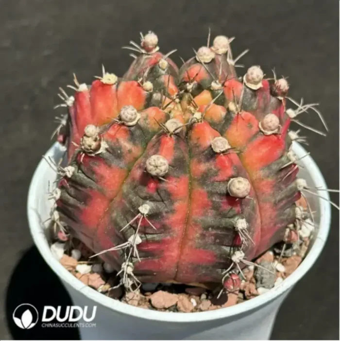 Cactus-Gymnocalycium mihanovichii Variegate - Image 2