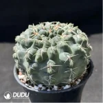 Cactus-Gymnocalycium baldianum - Image 2
