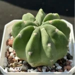 Echinopsis eyriesii - Image 2