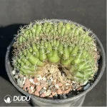 Cactus-Gymnocalycium anisitsii (K.Schum.) Cristata - Image 2