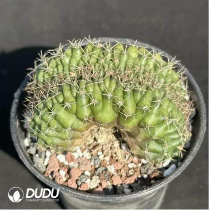 Cactus-Gymnocalycium anisitsii (K.Schum.) Cristata - Image 2