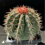 Melocactus curvispinusssp.caesius - Image 2