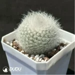 Cactus-Parodia scopa var. - Image 2