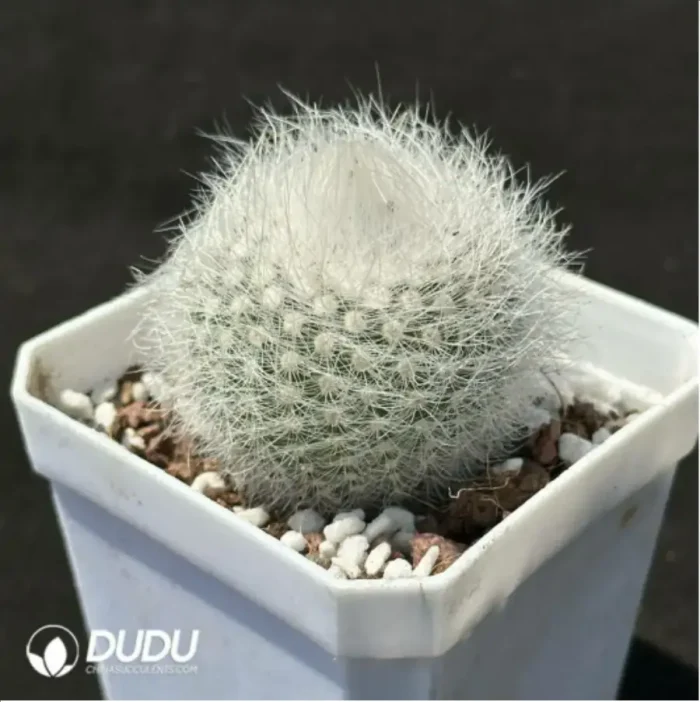 Cactus-Parodia scopa var. - Image 2