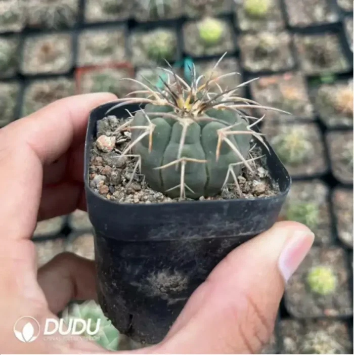 Cactus-Gymnocalycium Spegazzinii - Image 2