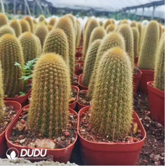 Cactus-Pilosocereus Chrysostele - Image 2