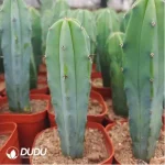 Cactus-MyrtilloCactus-Geometrizans - Image 2