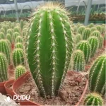 Cactus-Neobuxbaumia Polylopha - Image 2