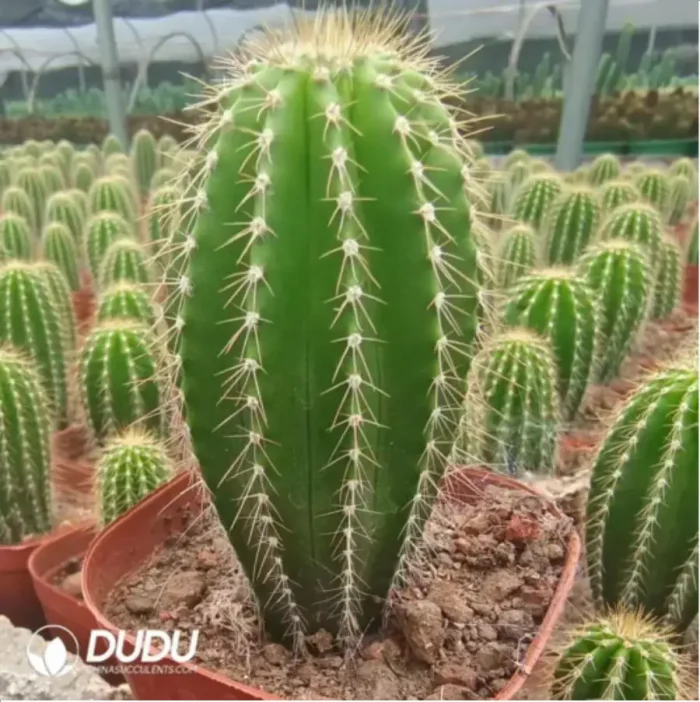 Cactus-Neobuxbaumia Polylopha - Image 2