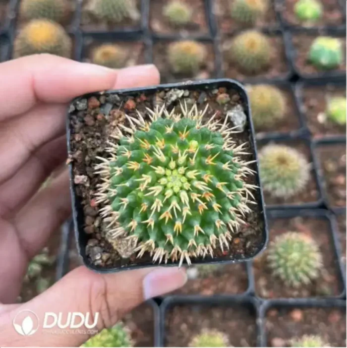 Cactus-Mammillaria decipiens subsp. camptotricha - Image 2