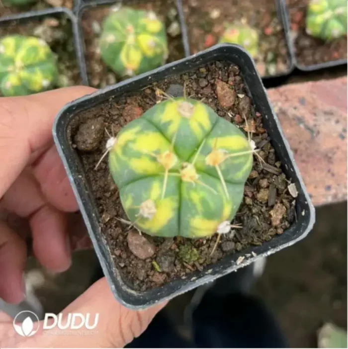 Cactus-holy pill variegated - Image 2