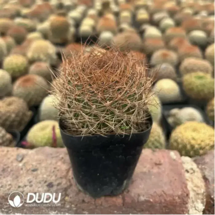 Cactus-Sulcorebutia Gou Bao - Image 2