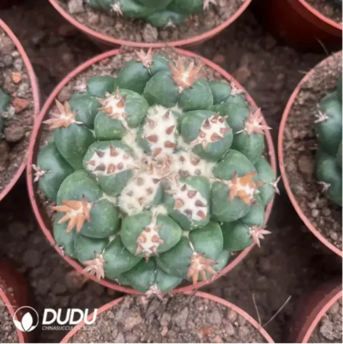 Cactus-Coryphantha elephantidens - Image 2